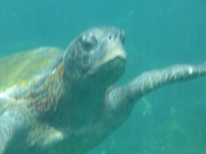 photo of sea turtle